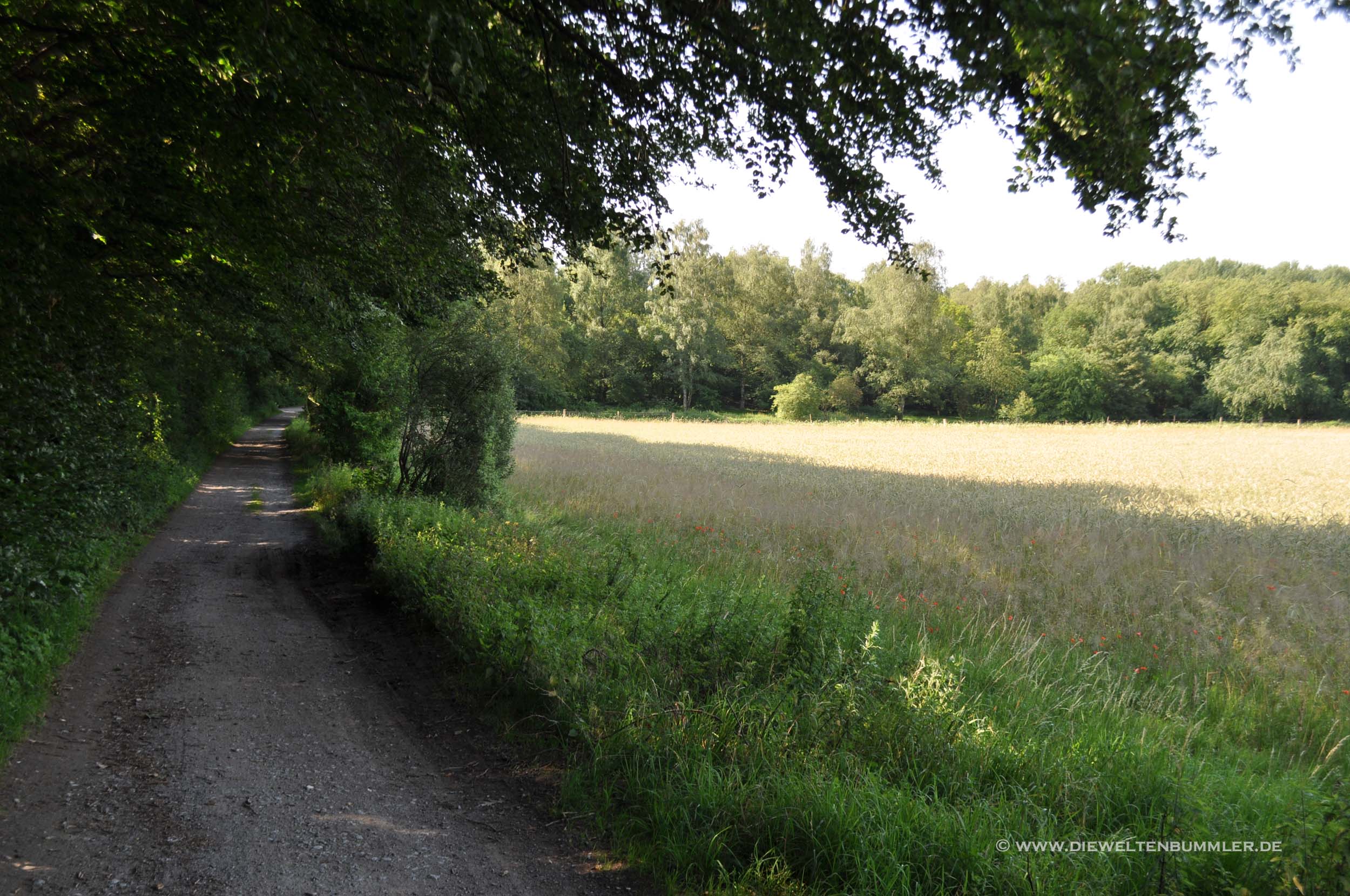 Wanderung im Hildener Stadtwald