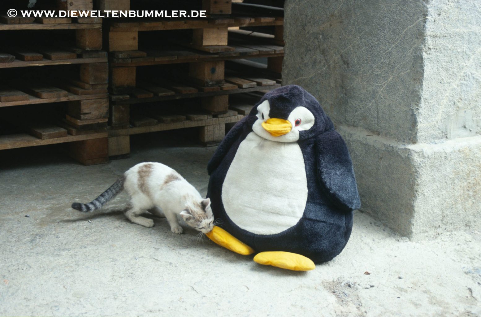 Mit Katze