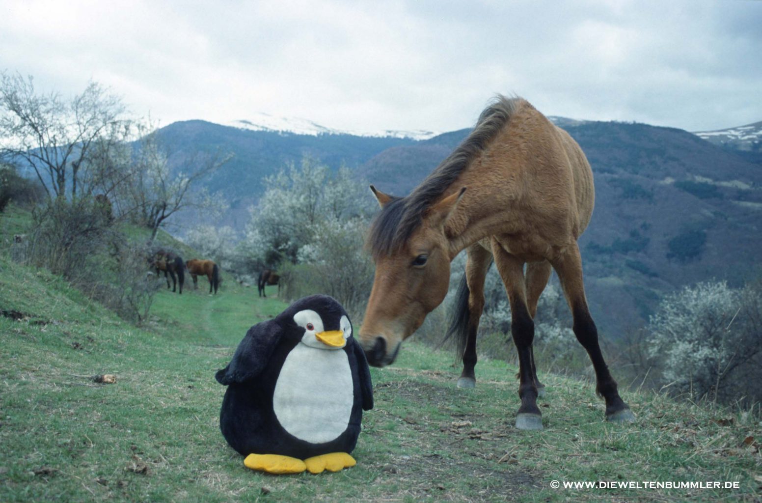 Neugieriges Pferd