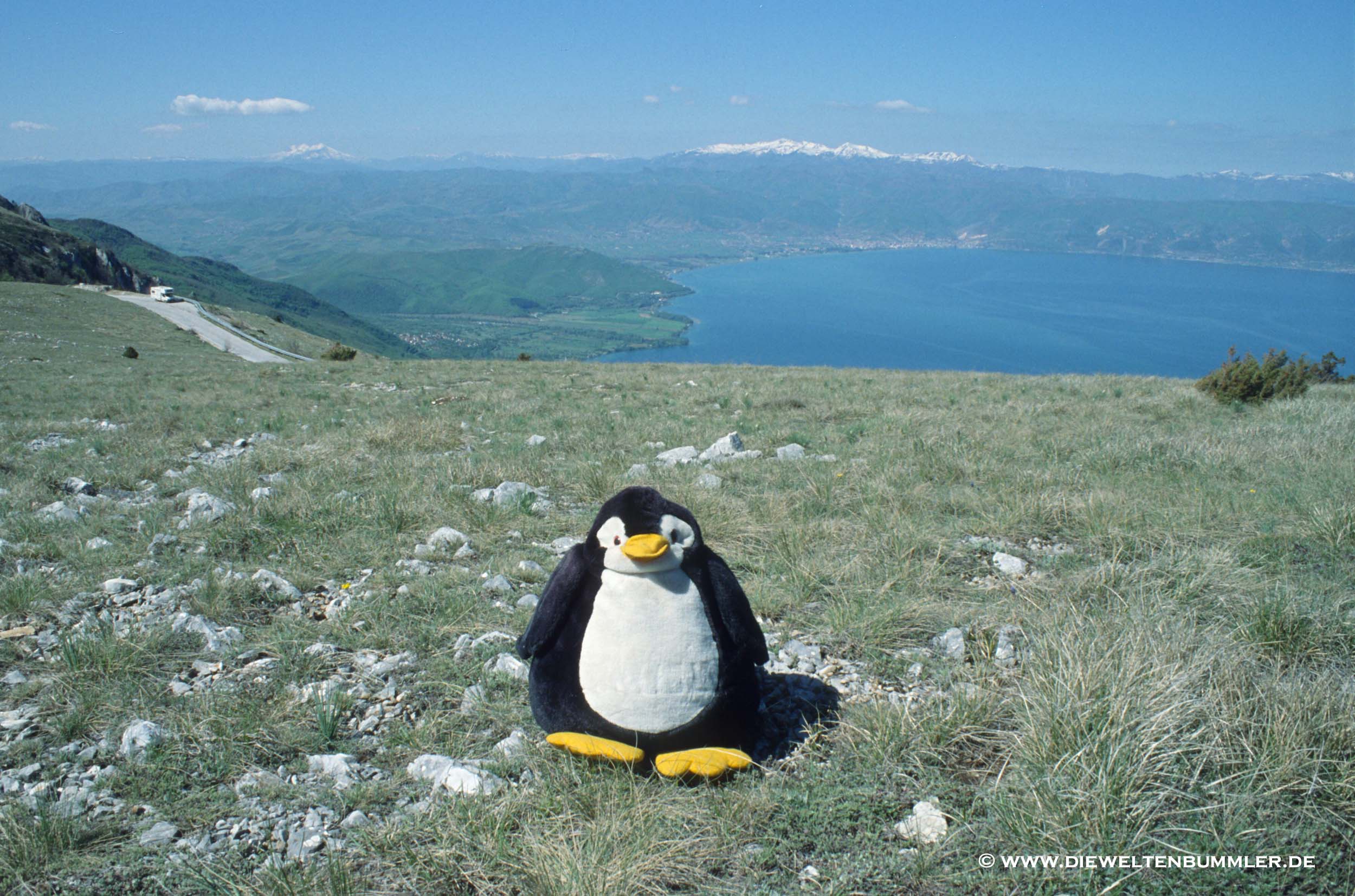 Pingu in Albanien