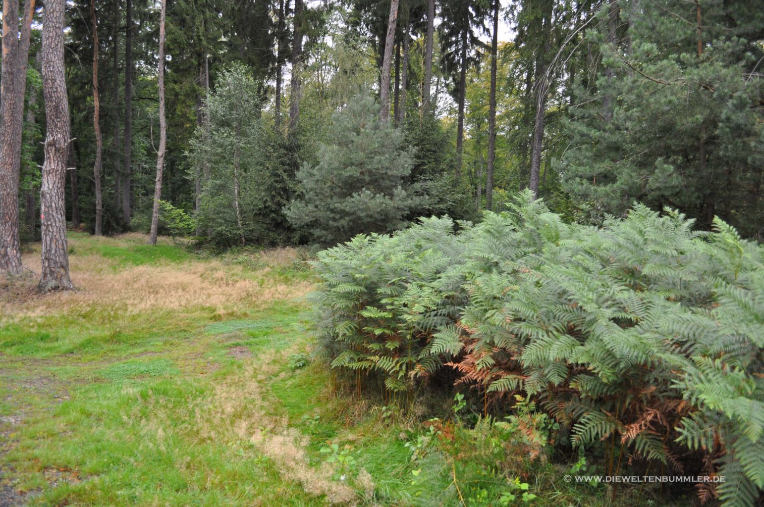 Wald