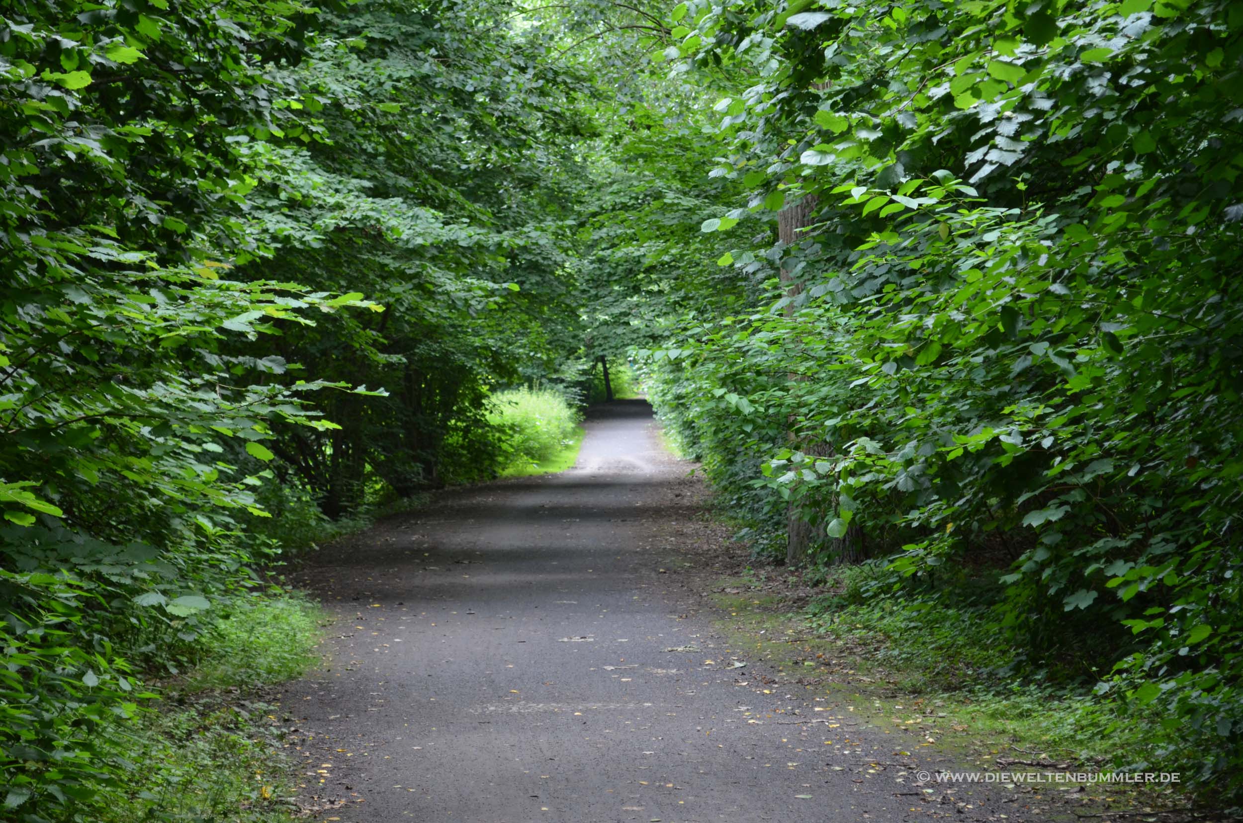 Waldweg Waldweg