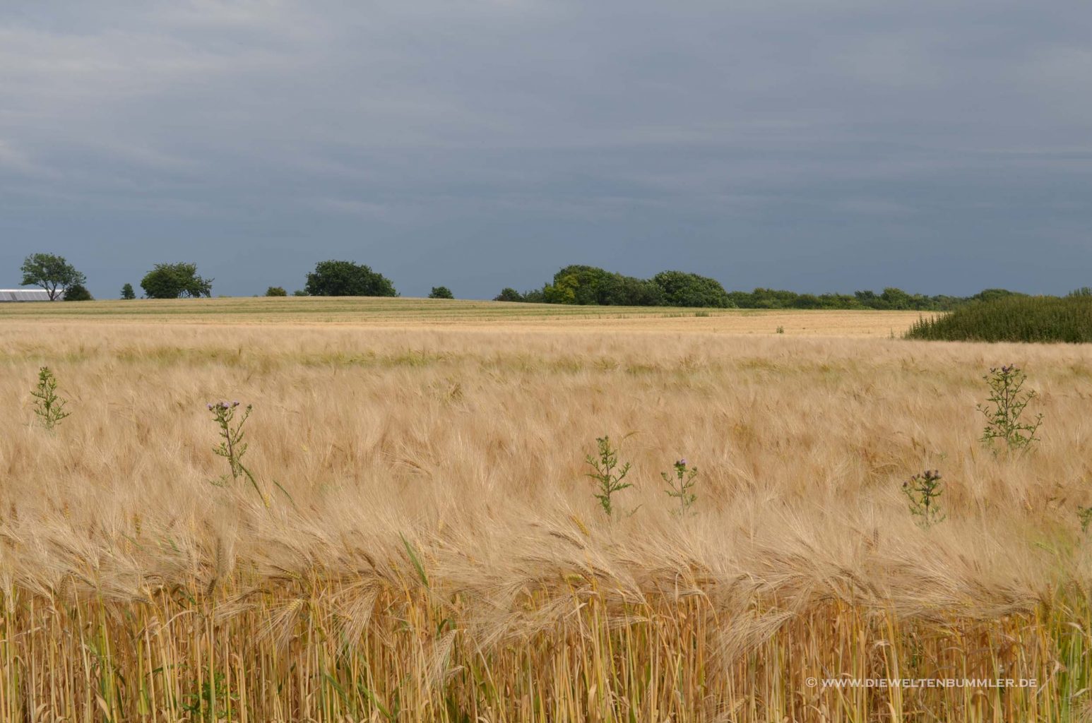 Ausblick über das Feld