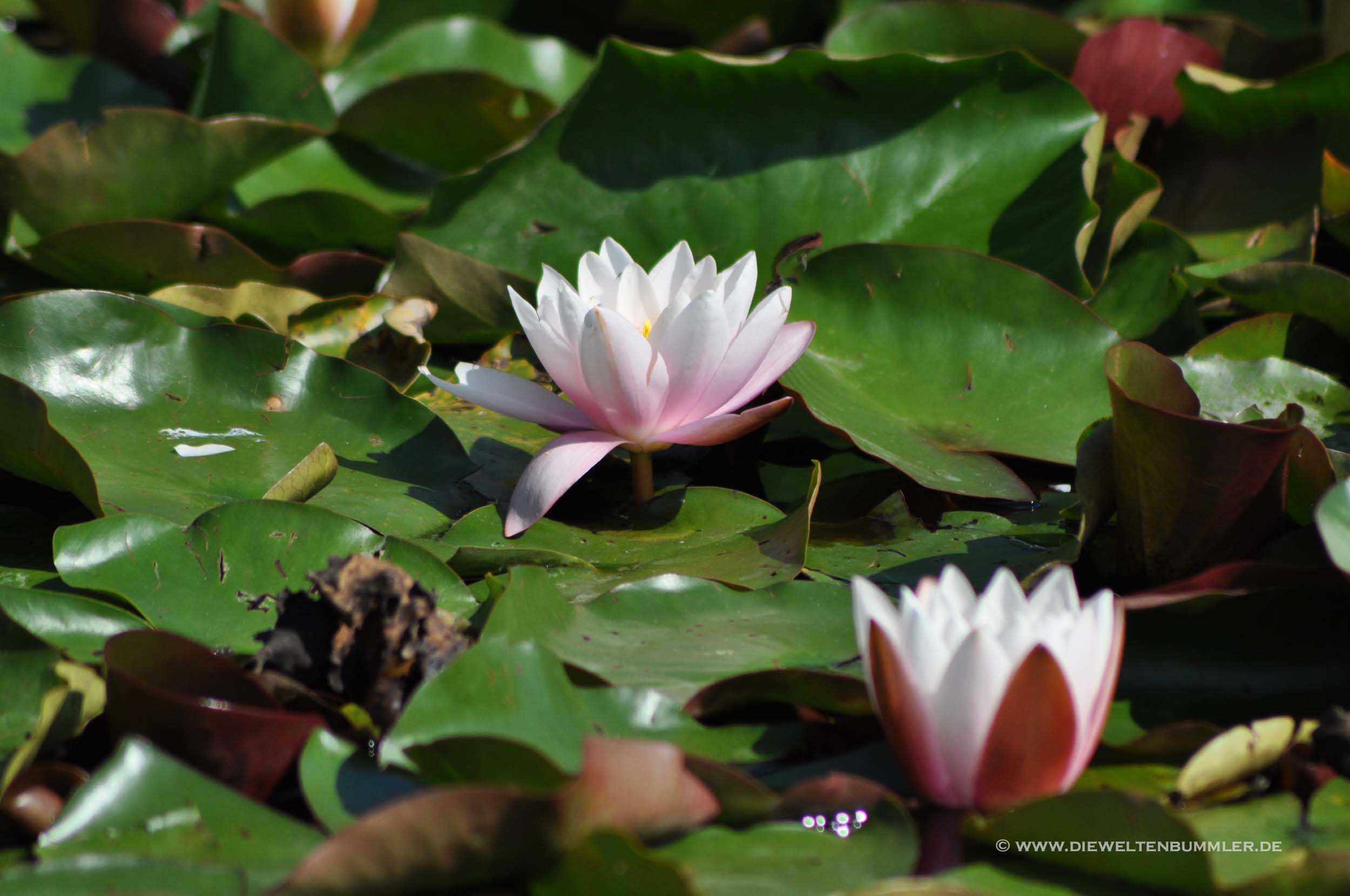 Idylle pur Idylle pur