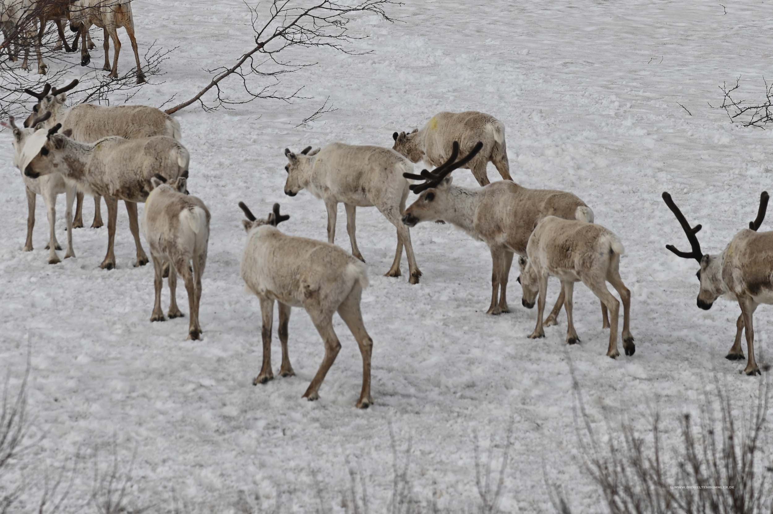 Rentiere im Schnee