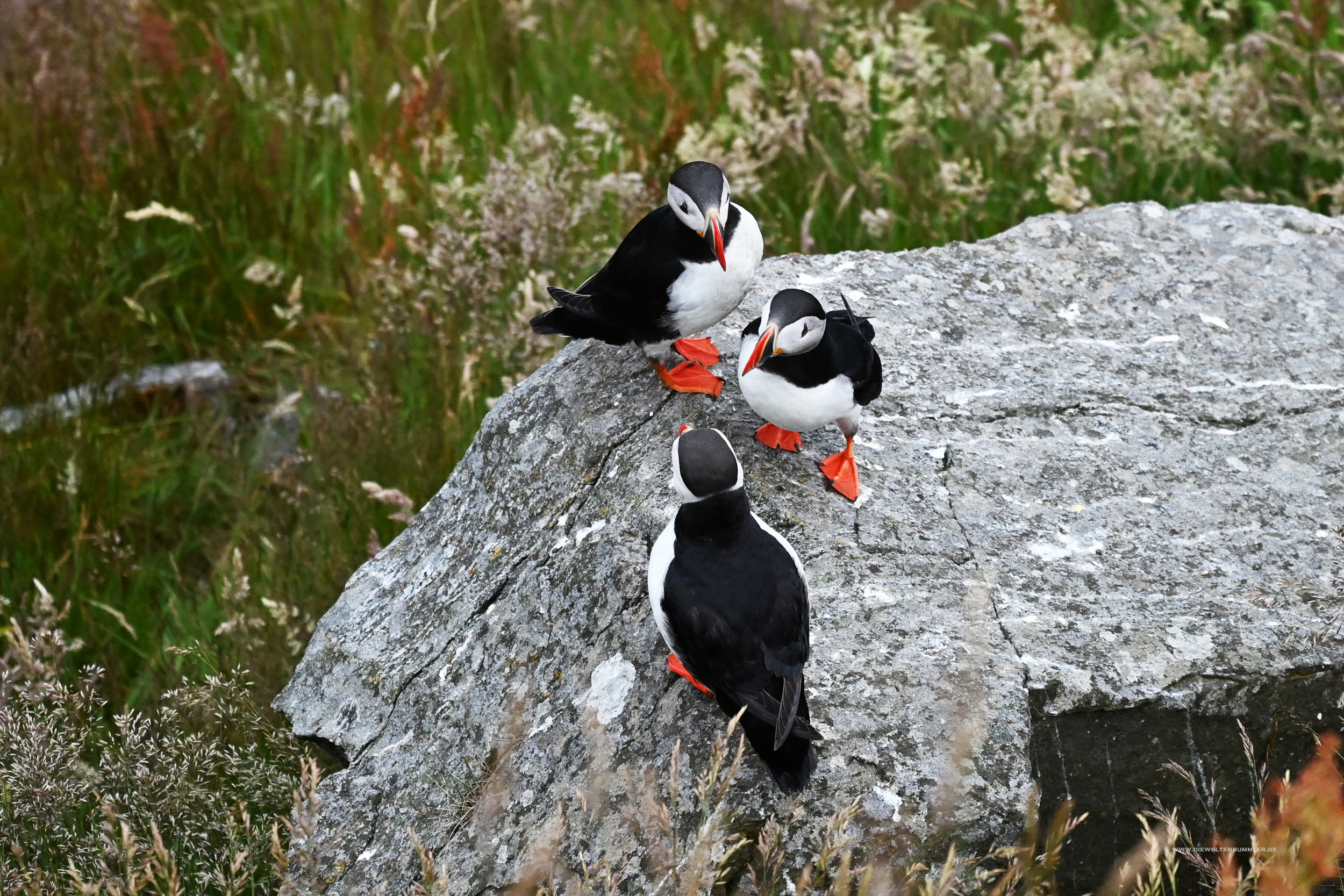 Als hätten die Puffins ein Meeting