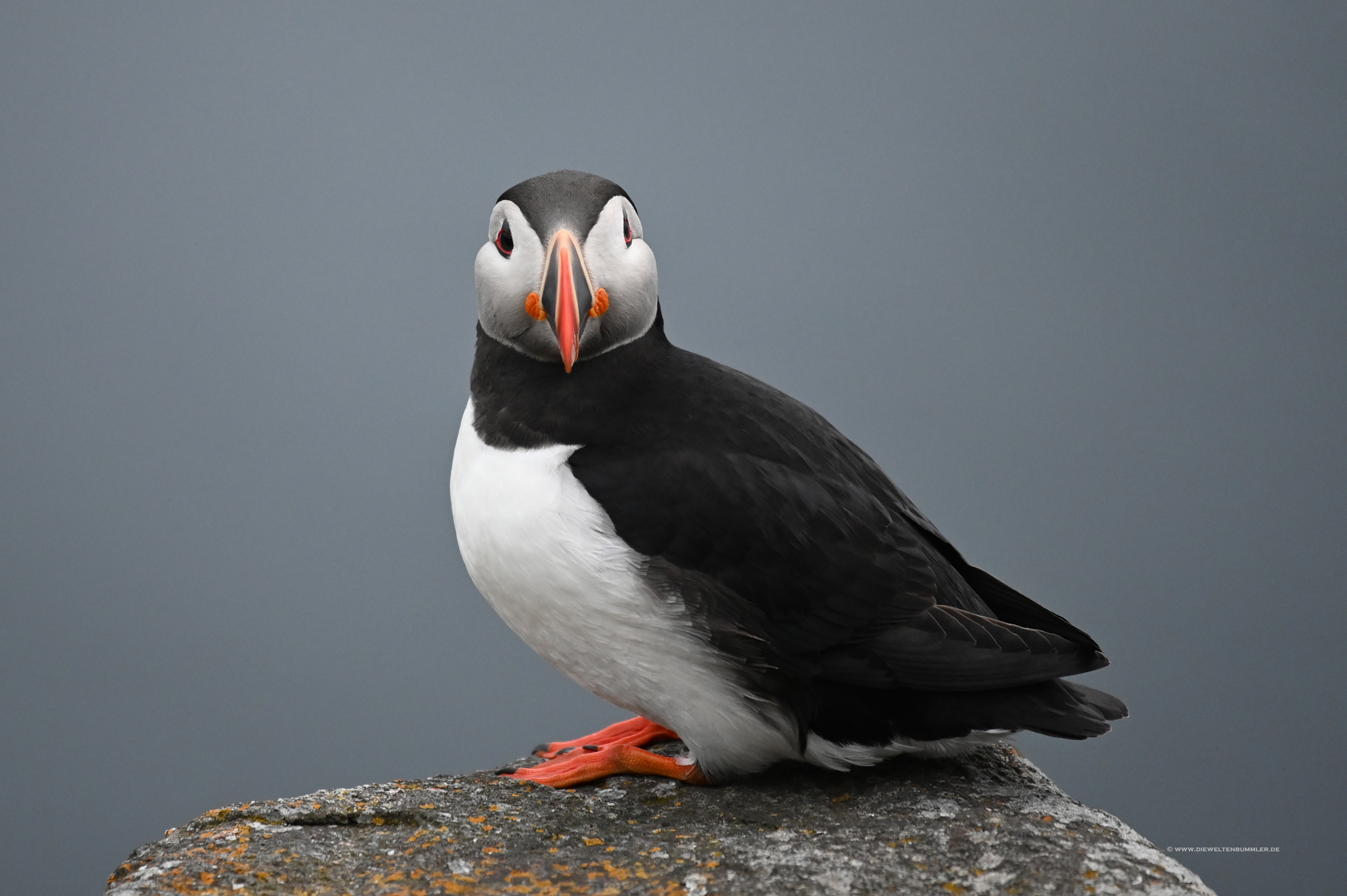 Neugieriger Puffin