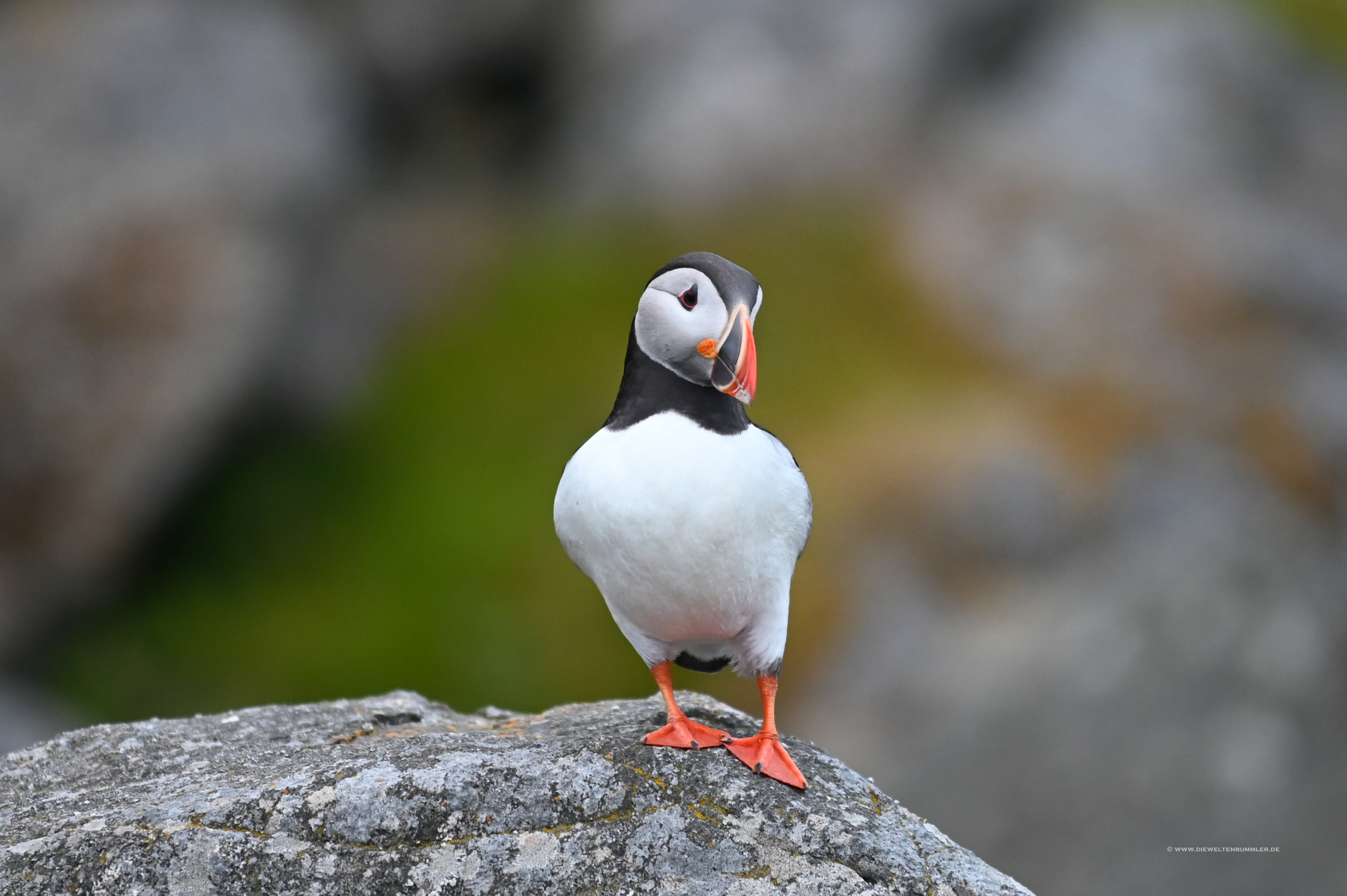 Puffins sehen echt niedlich aus