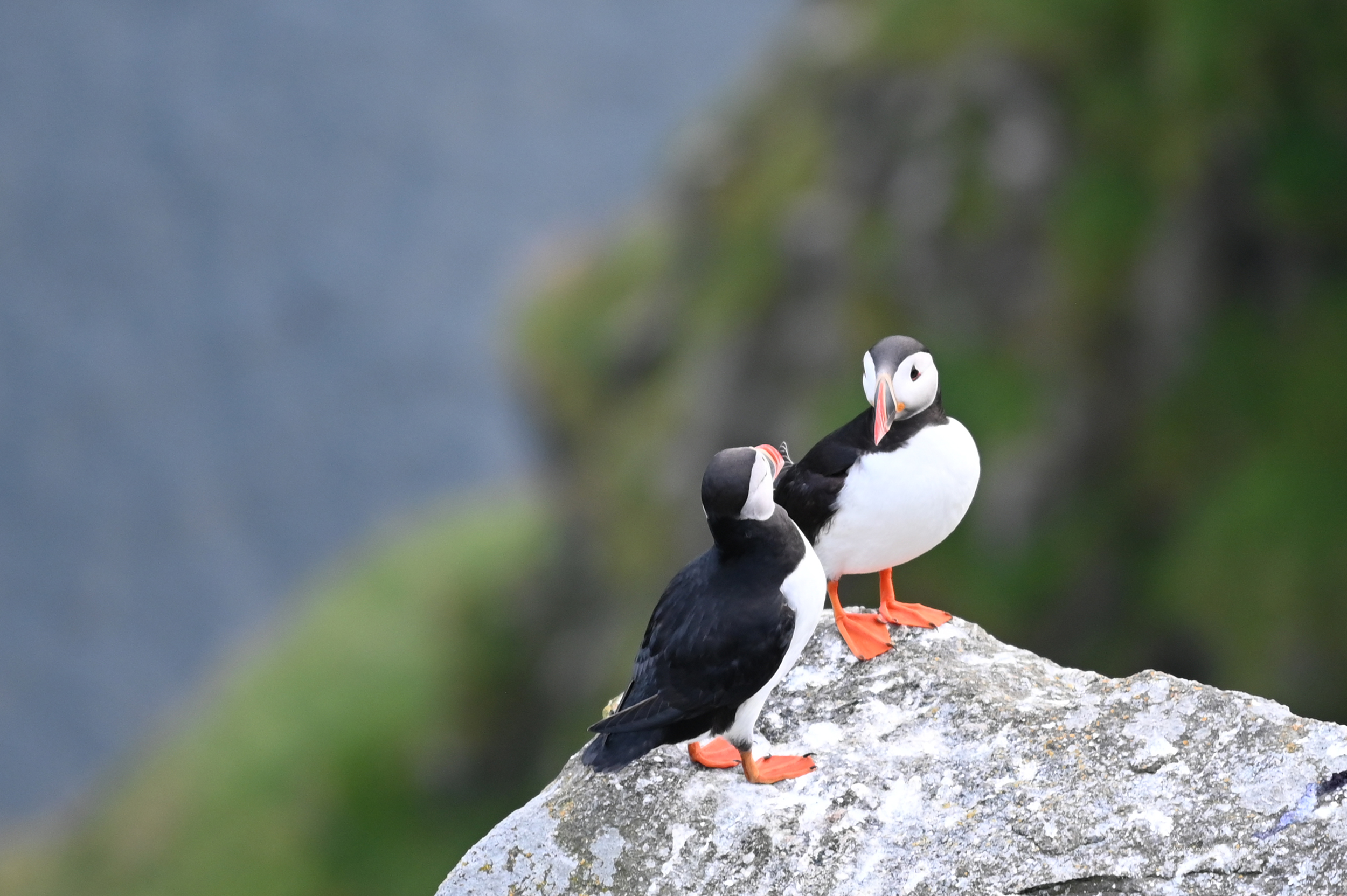 Puffins