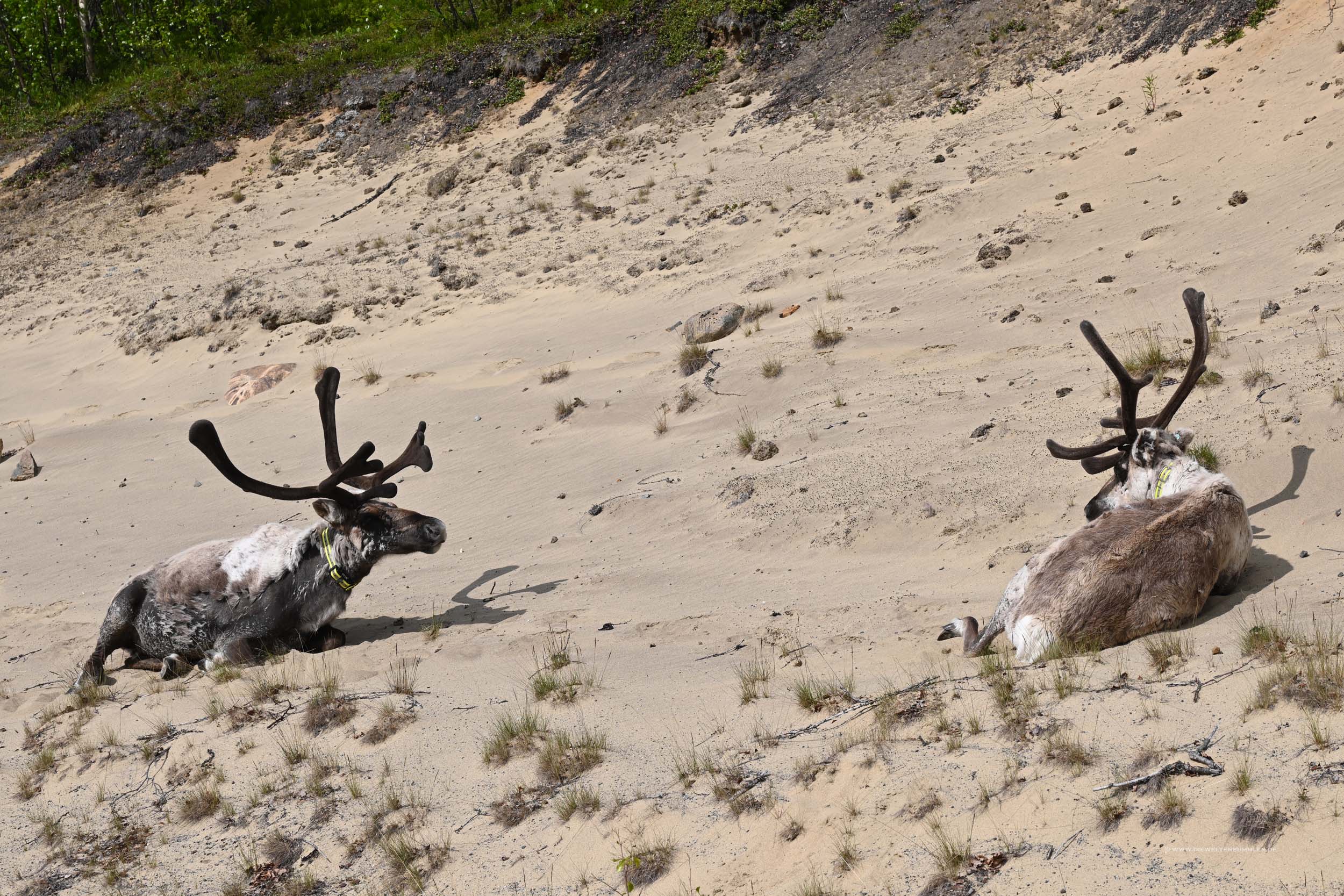 Rentiere im Sand