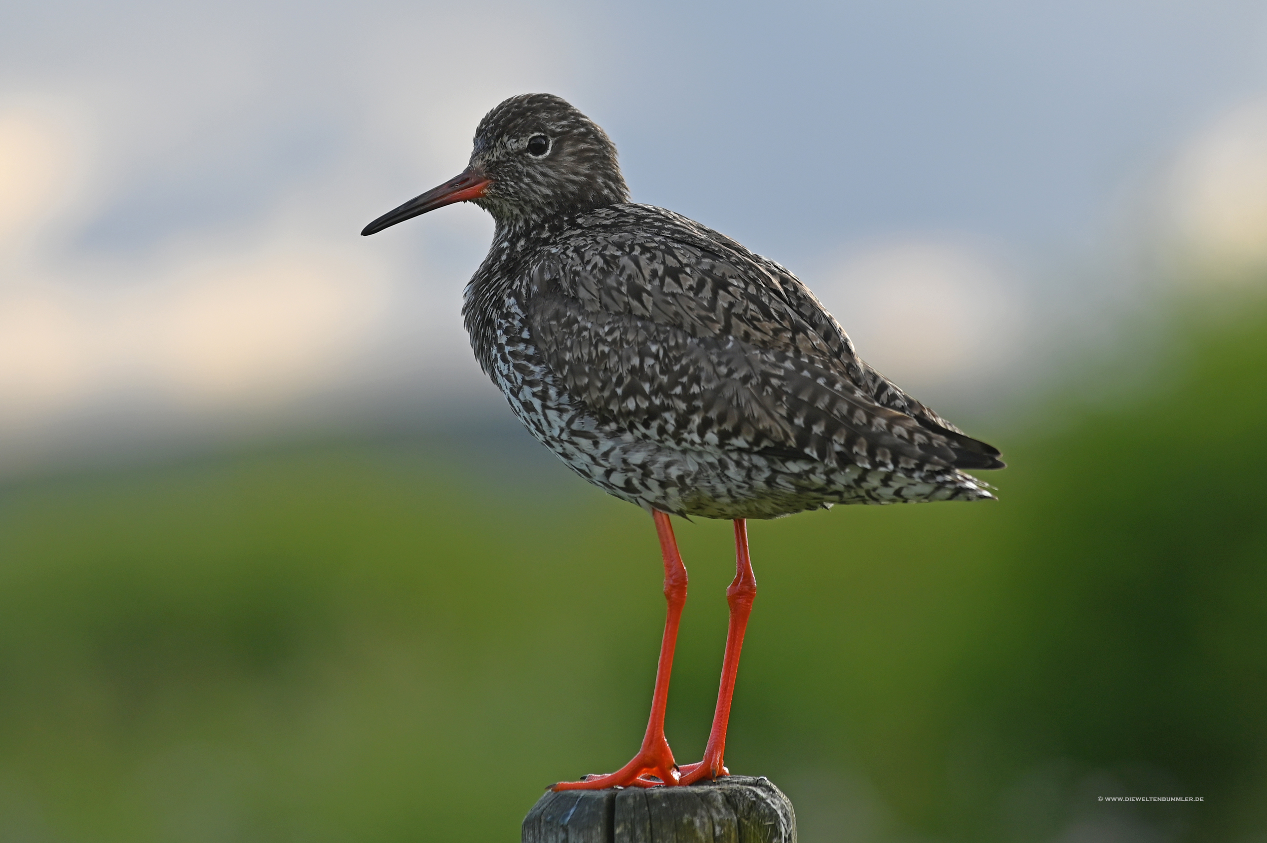 Rotschenkel