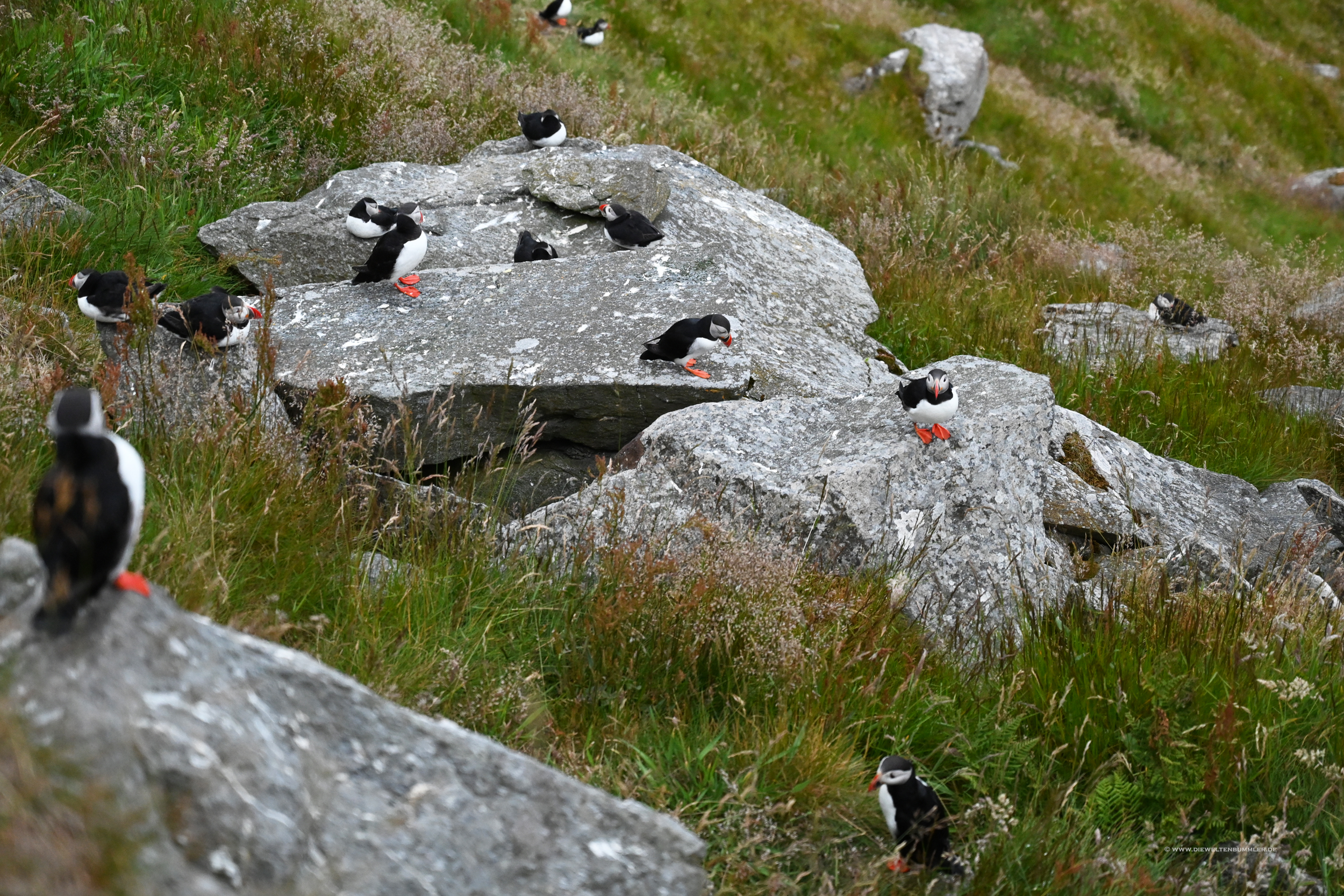 So viele Puffins auf der Insel Runde