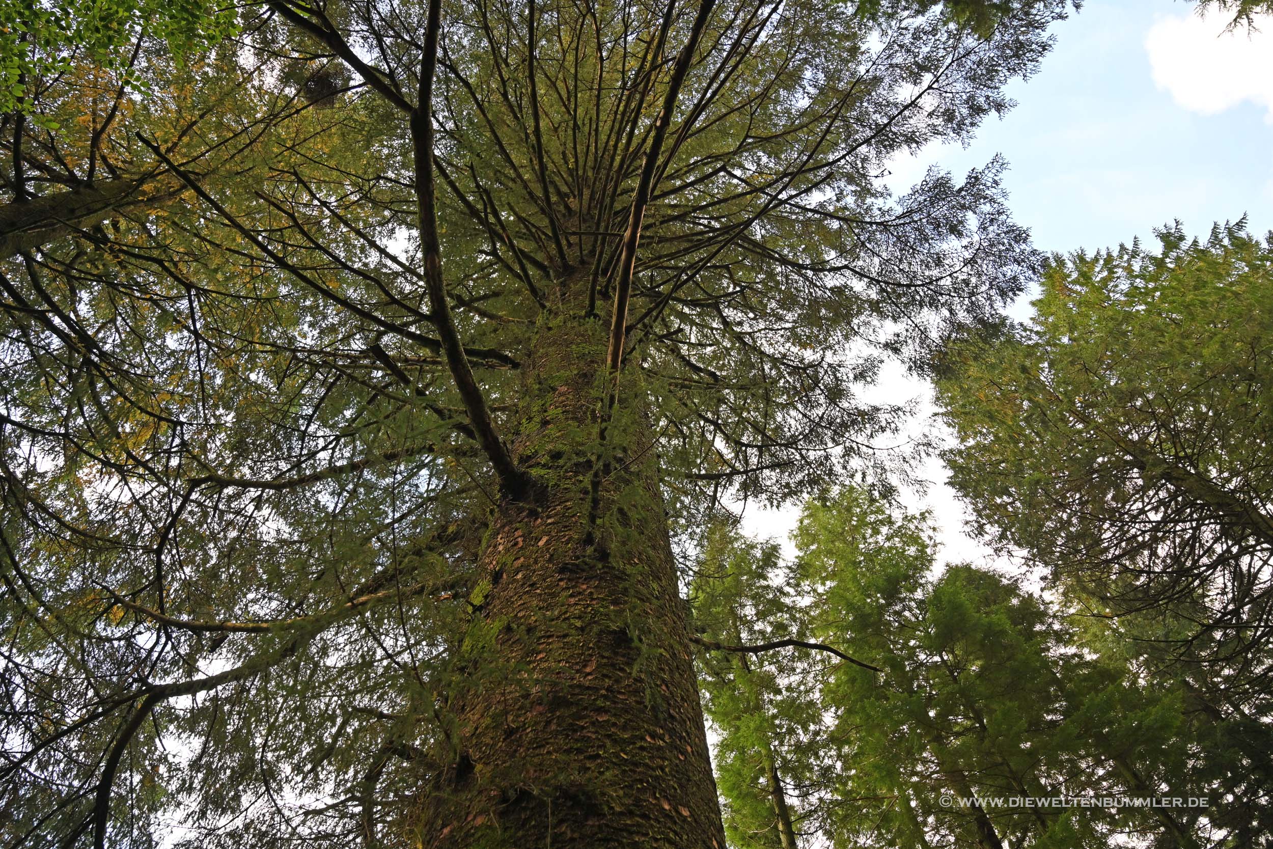 Der größte Baum Norwegens Der größte Baum Norwegens