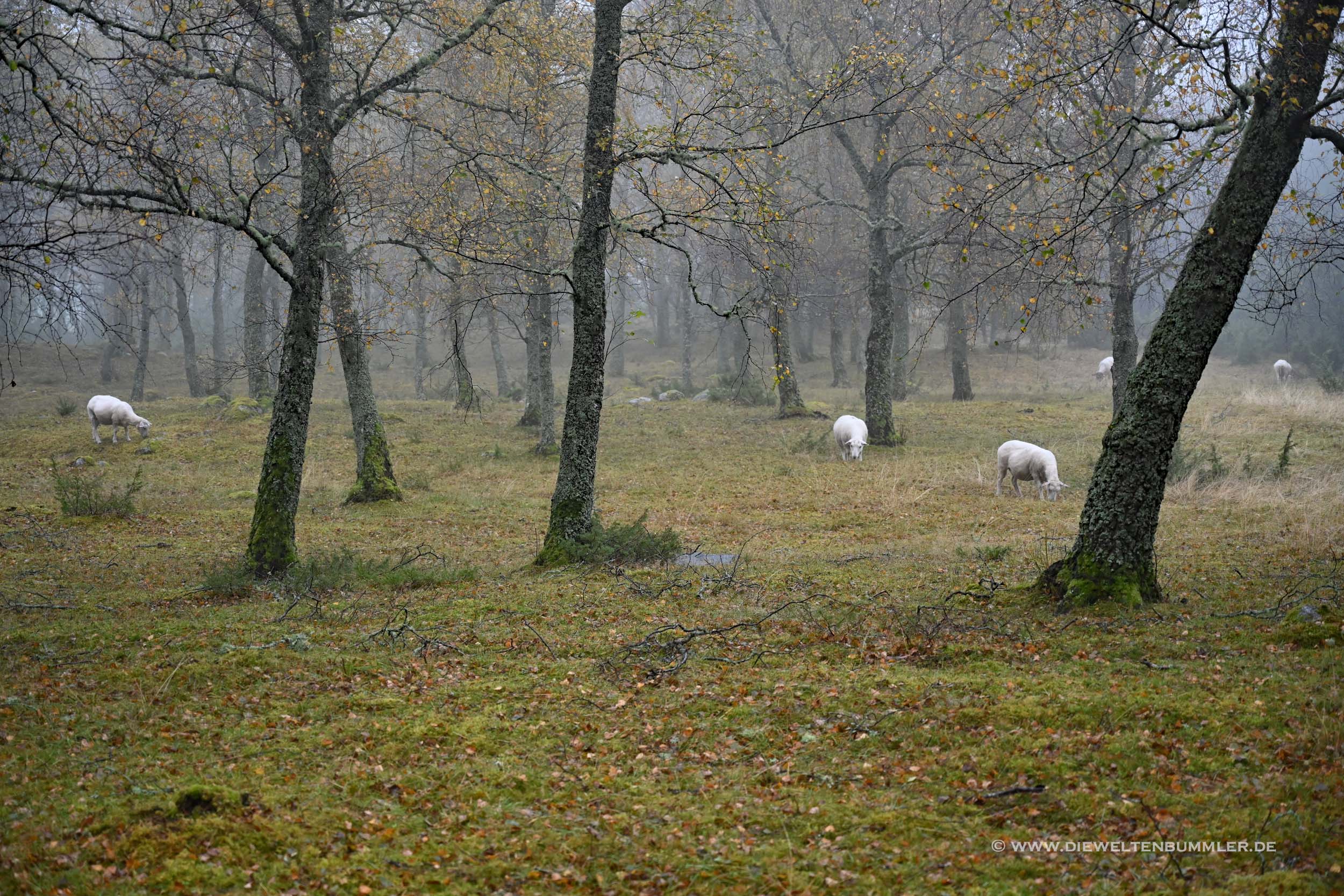 Wald mit Schafen Wald mit Schafen