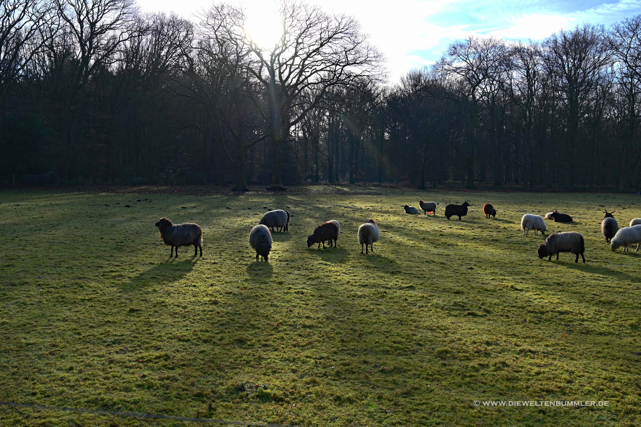 Schafe im Nationalpark