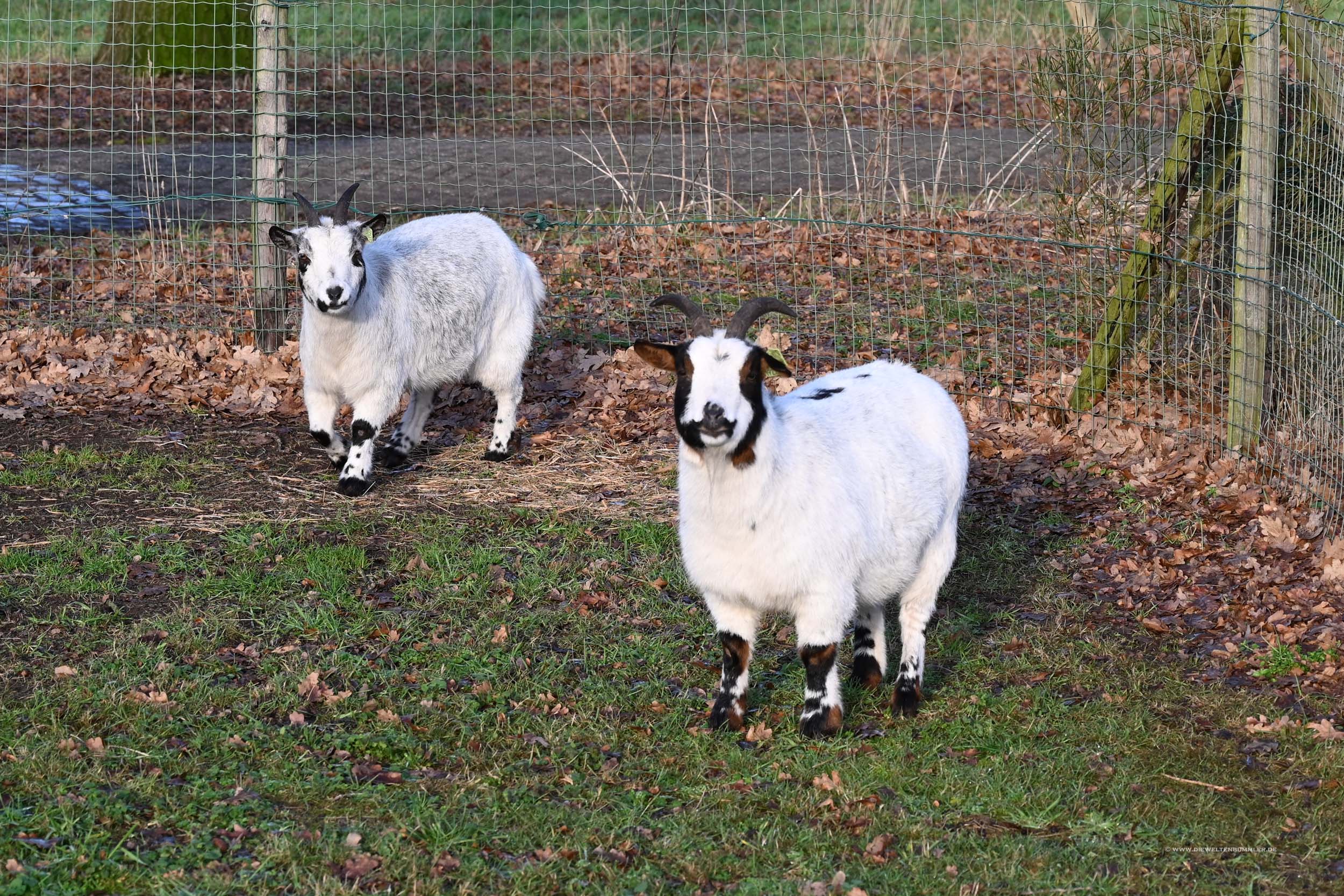 Ziegen mit sehr schönem Fell