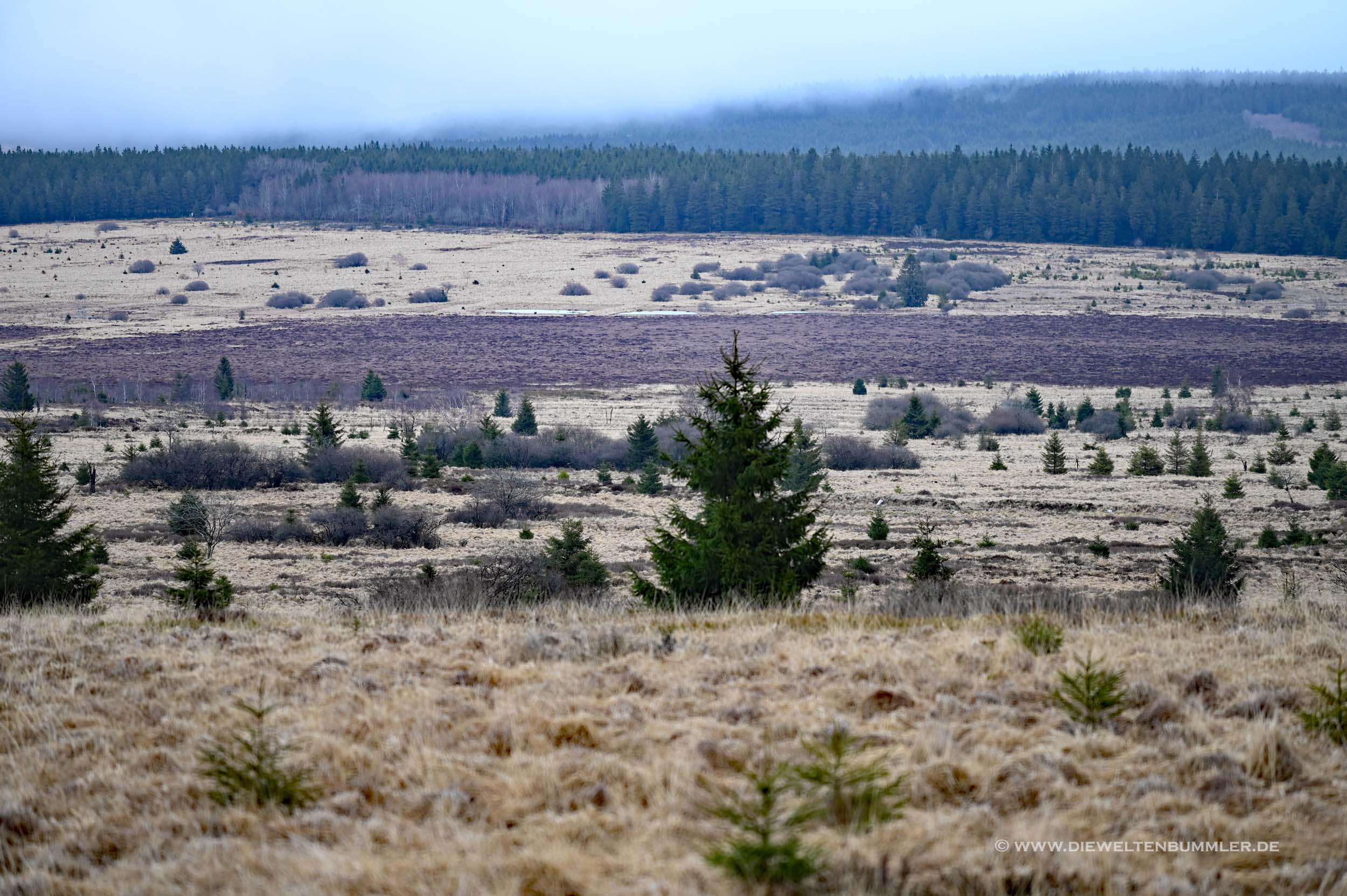 Blick in das Hohe Venn Blick in das Hohe Venn
