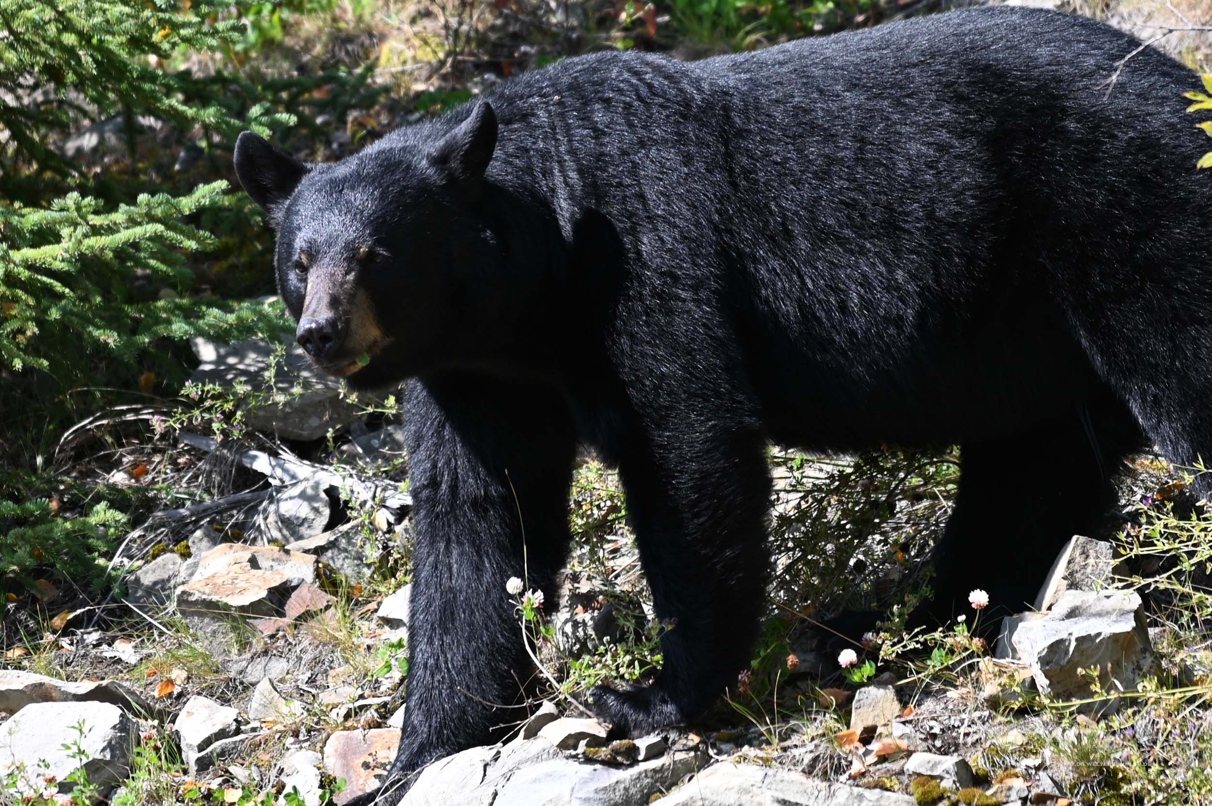 Bär in Kanada