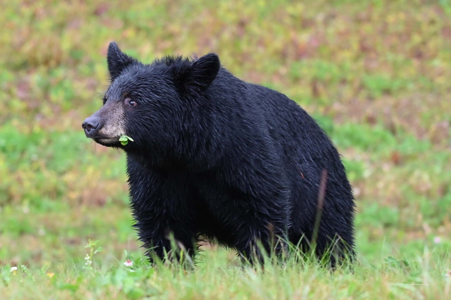 Der Bär hat noch Krümel im Mundwinkel