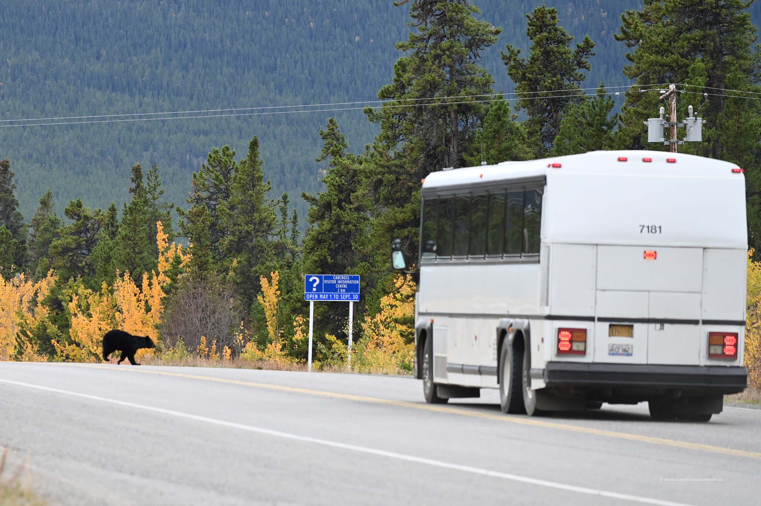 Der Bär rennt über die Straße bei Carcross