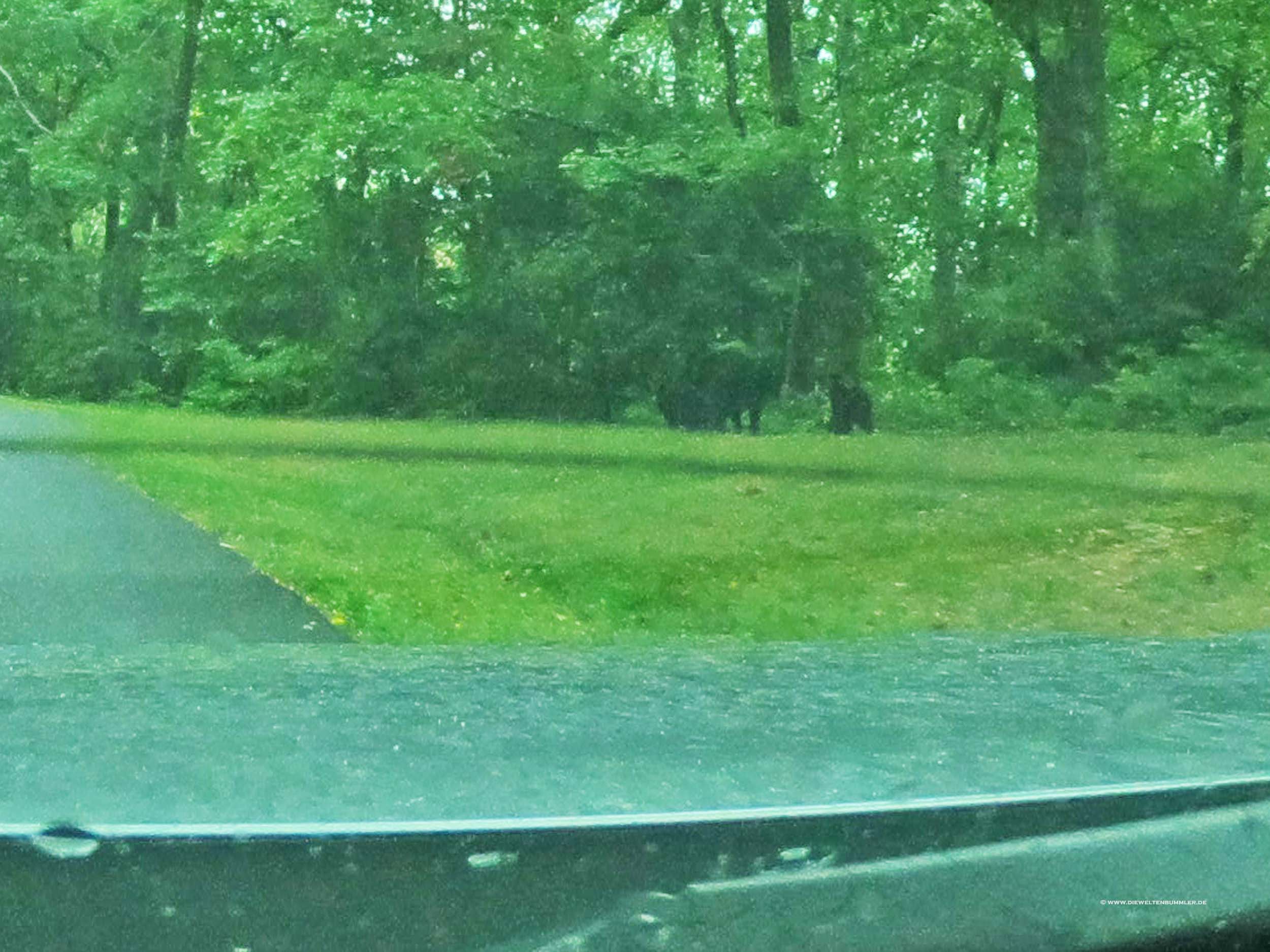 Drei Bären auf dem Blue Ridge Parkway