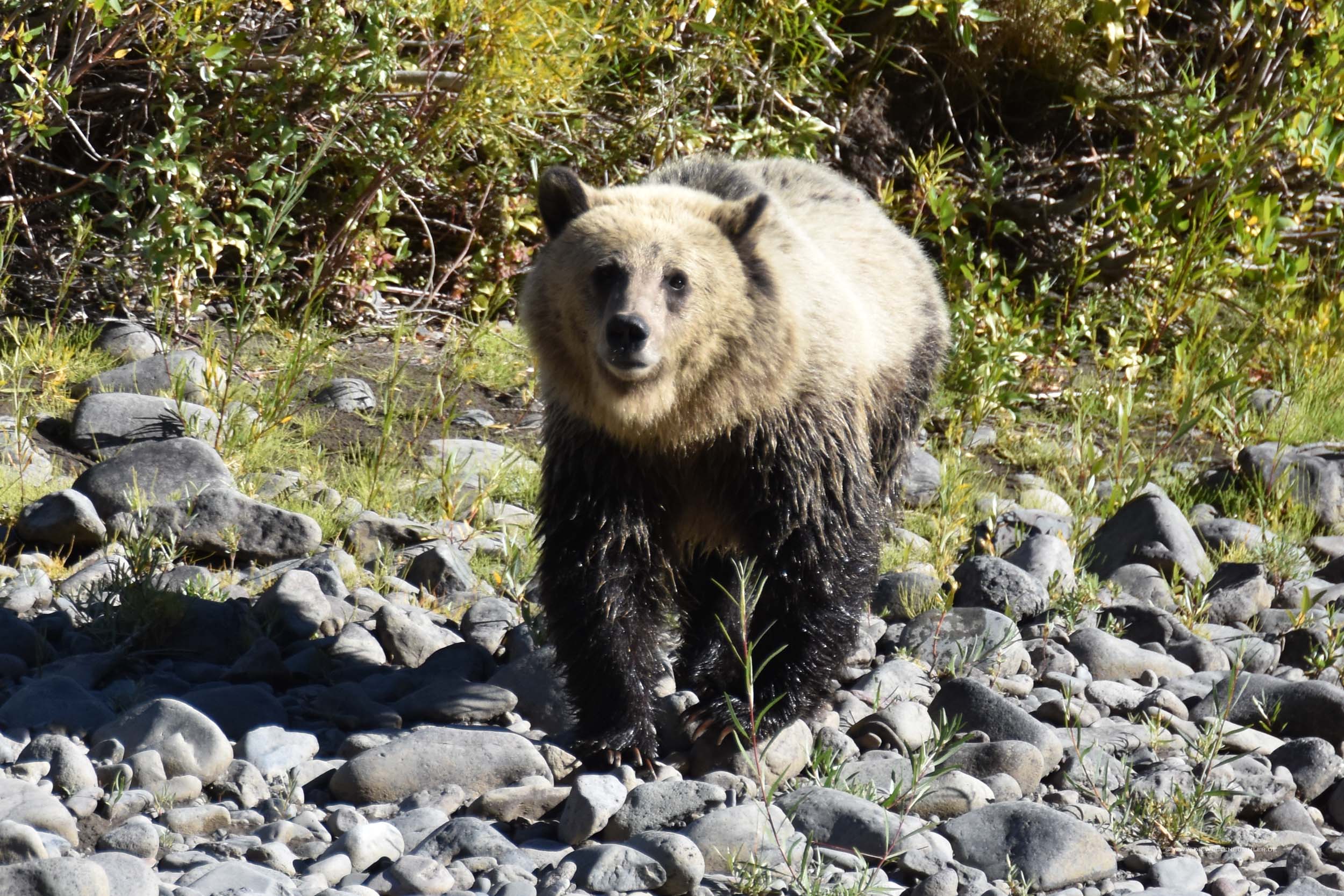Grizzlybär vor dem Yellowstone Nationalpark