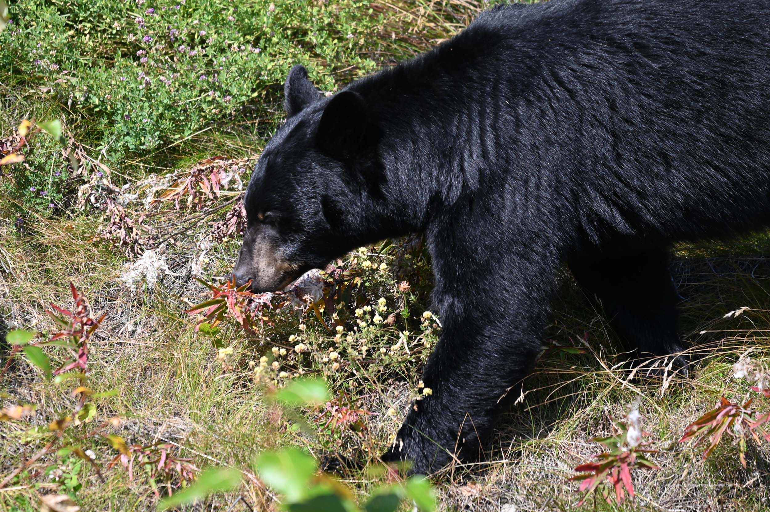 Kanadischer Schwarzbär