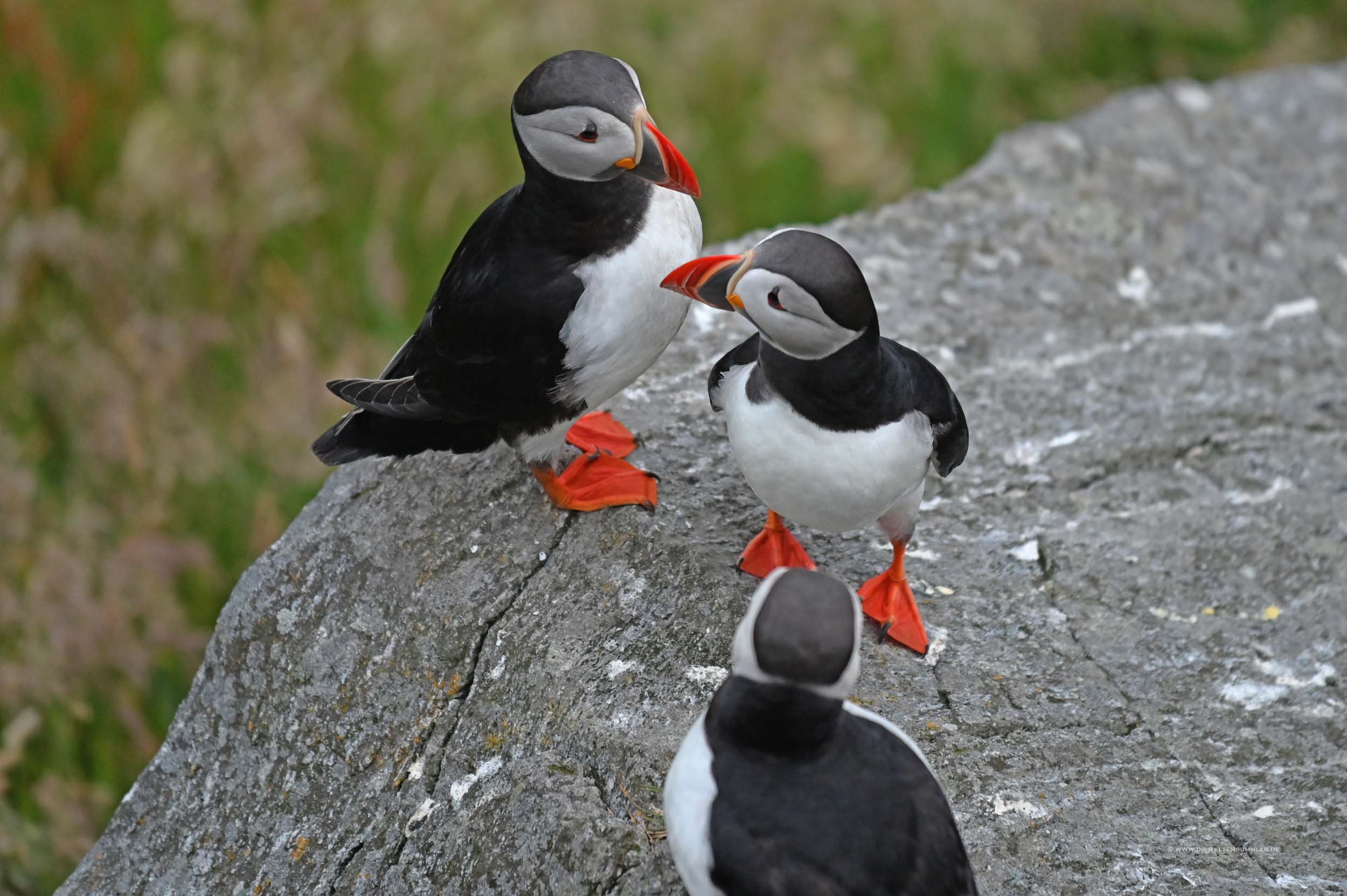 Kleine Konferenz unter Puffins