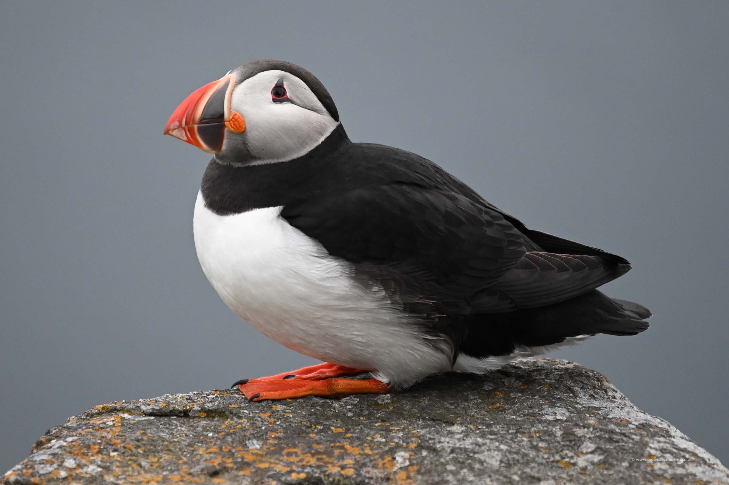 Puffin