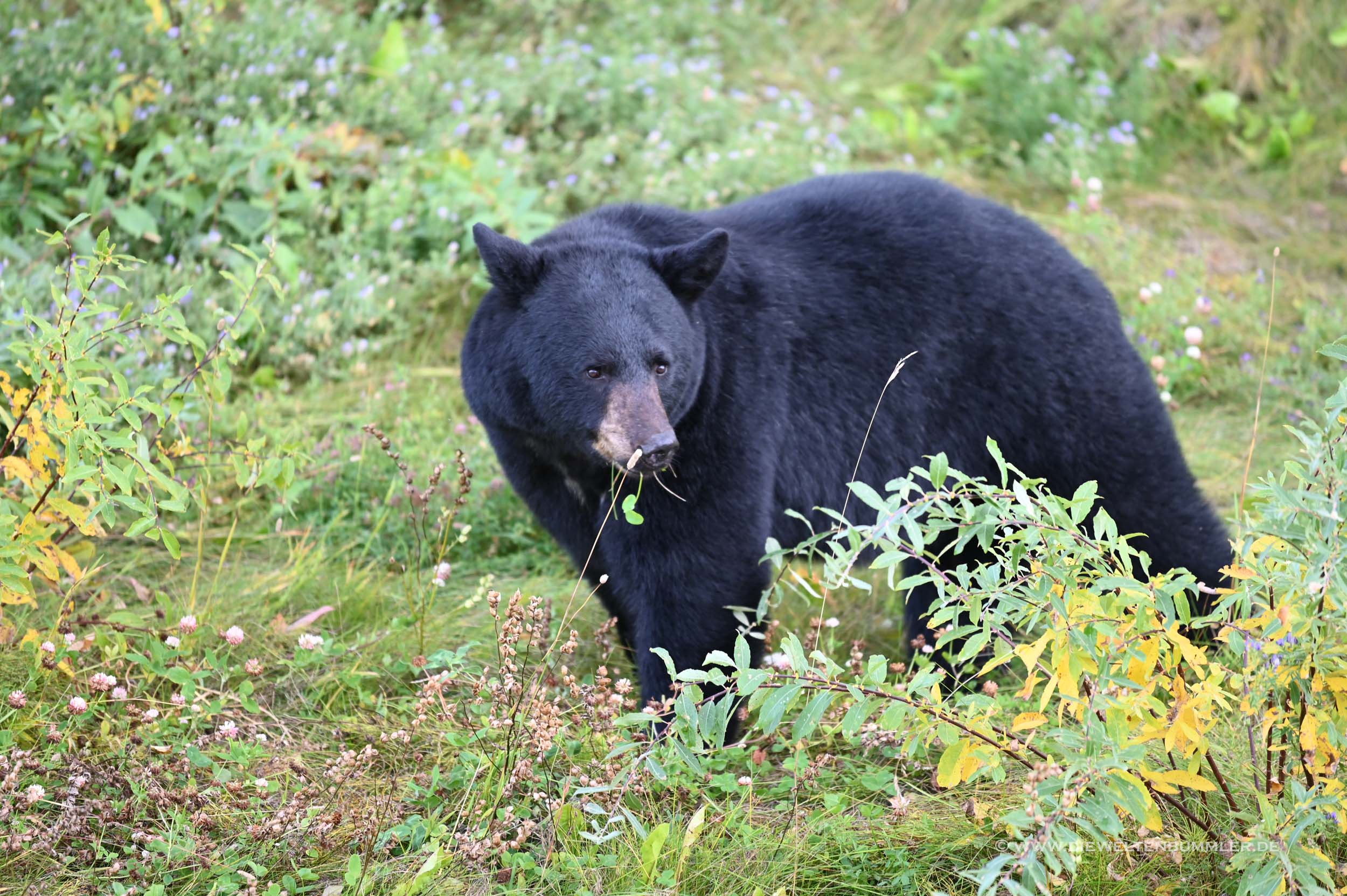 Schwarzbär am Alaska Highway