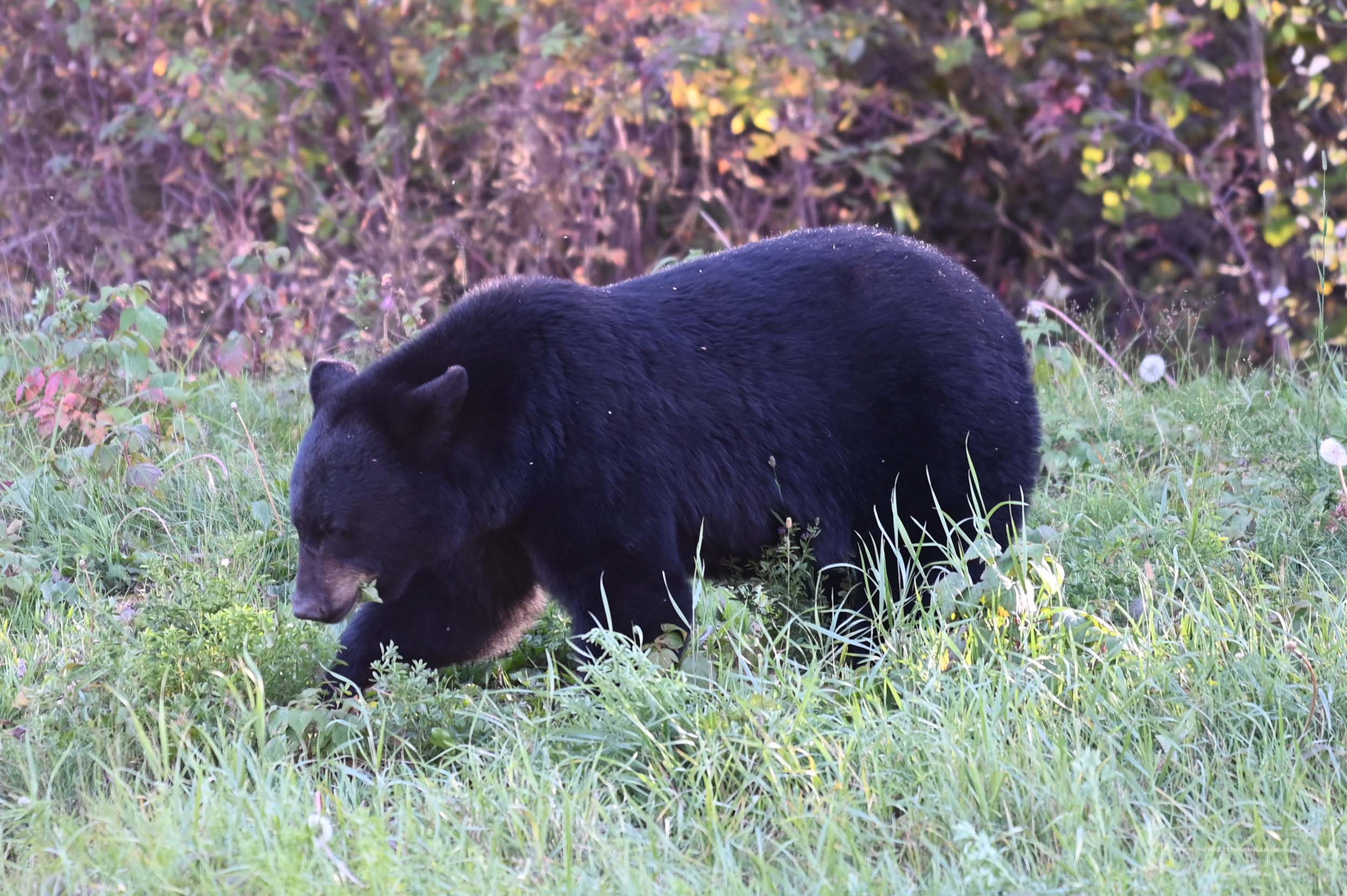 Schwarzbär in Kanada