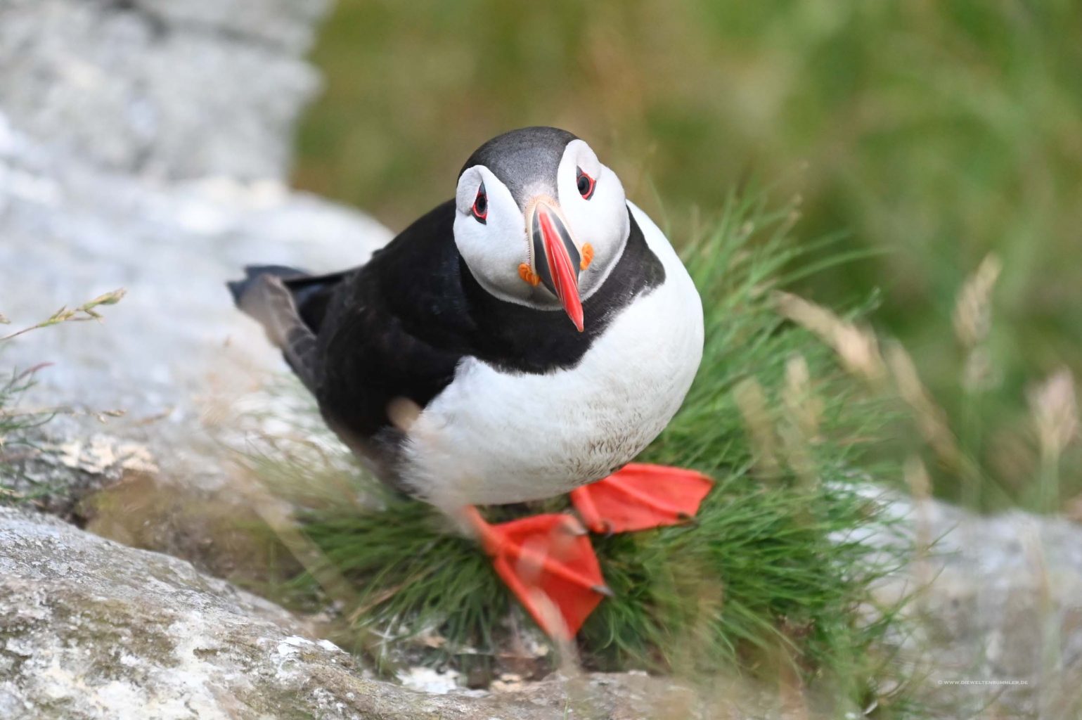 Traurig blickender Puffin
