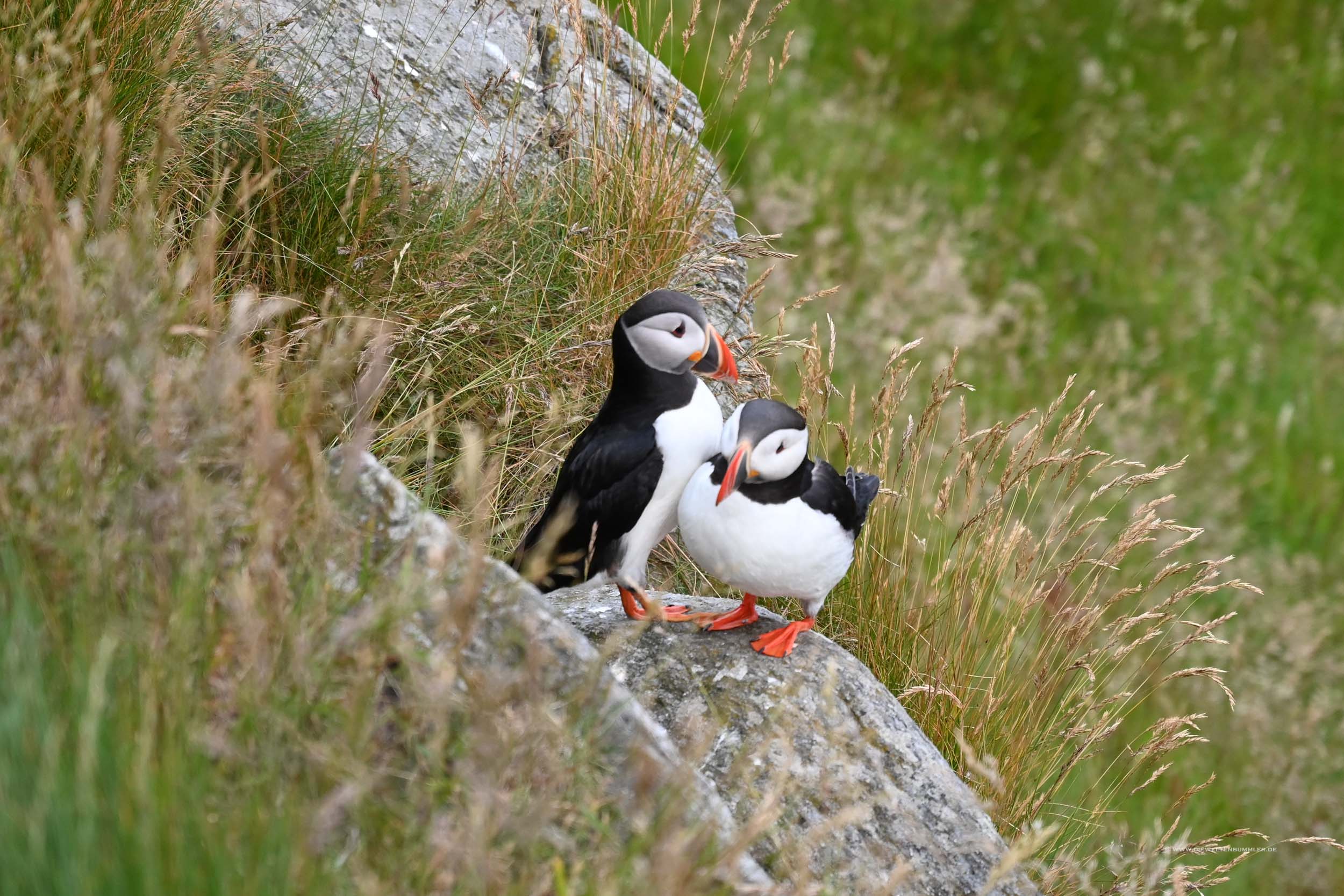 Zwei Puffins