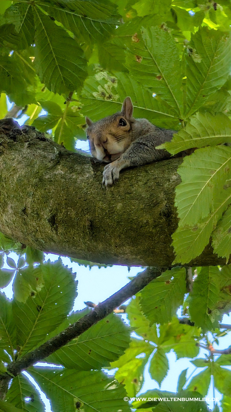Dem Squirrel war auch schon warm Dem Squirrel war auch schon warm