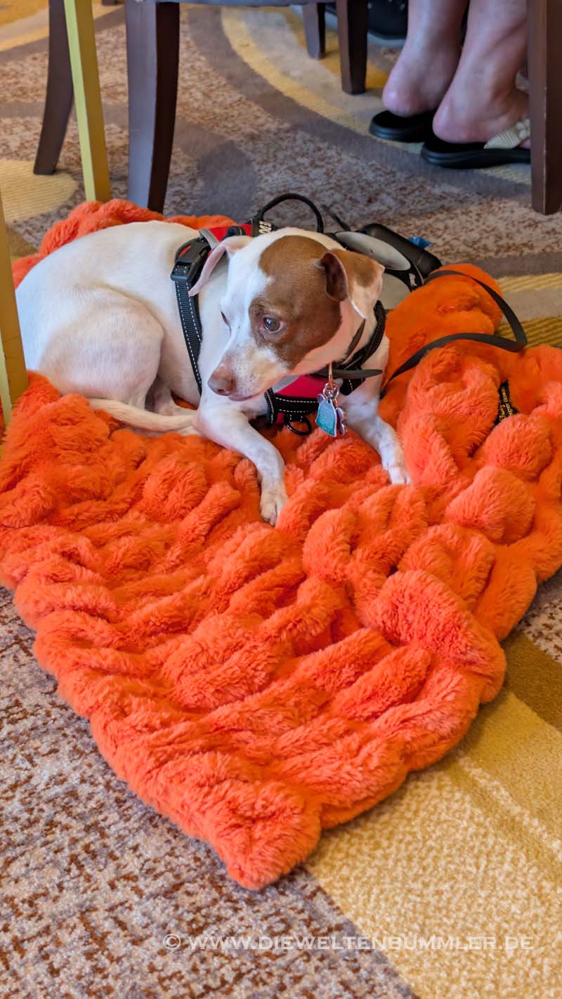 Angeblicher Service Dog Angeblicher Service Dog